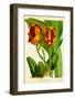 Orquideas II-J^ Nugent-Framed Art Print