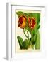 Orquideas II-J^ Nugent-Framed Art Print