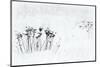 Orsiera Rocciavre Park, Chisone Valley, Piedmont, Italy. Stems in the snow-ClickAlps-Mounted Photographic Print