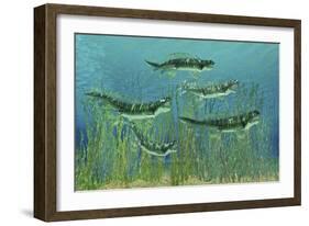 Orthacanthus Was a Freshwater Shark That Thrived in the Devonian Period-null-Framed Art Print