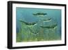 Orthacanthus Was a Freshwater Shark That Thrived in the Devonian Period-null-Framed Art Print