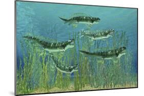Orthacanthus Was a Freshwater Shark That Thrived in the Devonian Period-null-Mounted Art Print