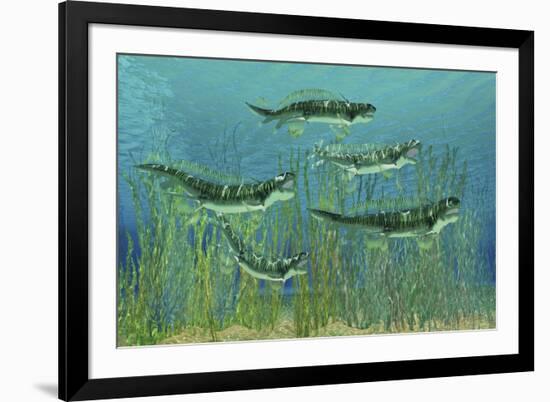 Orthacanthus Was a Freshwater Shark That Thrived in the Devonian Period-null-Framed Art Print