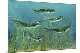 Orthacanthus Was a Freshwater Shark That Thrived in the Devonian Period-null-Mounted Art Print