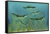 Orthacanthus Was a Freshwater Shark That Thrived in the Devonian Period-null-Framed Stretched Canvas