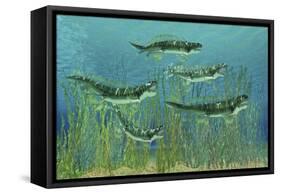 Orthacanthus Was a Freshwater Shark That Thrived in the Devonian Period-null-Framed Stretched Canvas