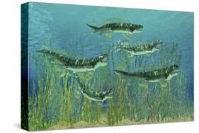Orthacanthus Was a Freshwater Shark That Thrived in the Devonian Period-null-Stretched Canvas