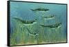 Orthacanthus Was a Freshwater Shark That Thrived in the Devonian Period-null-Framed Stretched Canvas