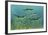 Orthacanthus Was a Freshwater Shark That Thrived in the Devonian Period-null-Framed Art Print