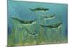 Orthacanthus Was a Freshwater Shark That Thrived in the Devonian Period-null-Mounted Art Print