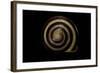 Orthalicus Undatus-Paul Starosta-Framed Photographic Print