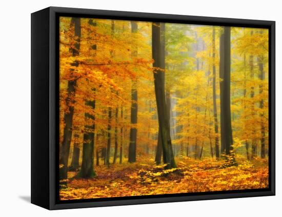 Orton Forest-Philippe Sainte-Laudy-Framed Stretched Canvas