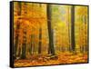 Orton Forest-Philippe Sainte-Laudy-Framed Stretched Canvas