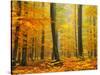 Orton Forest-Philippe Sainte-Laudy-Stretched Canvas