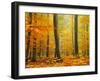 Orton Forest-Philippe Sainte-Laudy-Framed Photographic Print