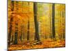 Orton Forest-Philippe Sainte-Laudy-Mounted Photographic Print