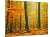 Orton Forest-Philippe Sainte-Laudy-Mounted Photographic Print