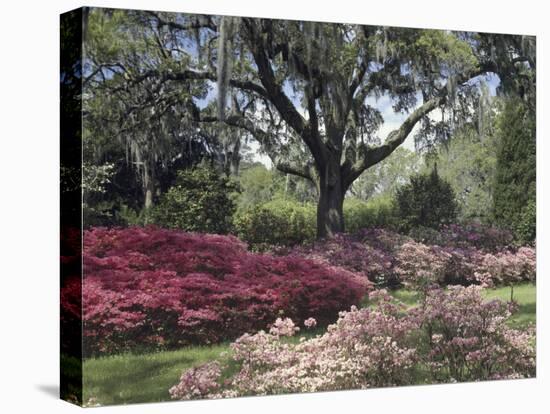 Orton Plantation Gardens, North Carolina, USA-null-Stretched Canvas