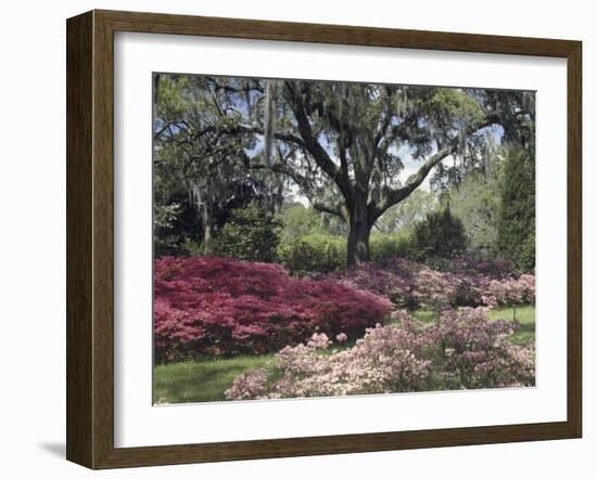 Orton Plantation Gardens, North Carolina, USA-null-Framed Photographic Print