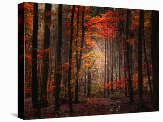 Orton Wood-Philippe Sainte-Laudy-Stretched Canvas