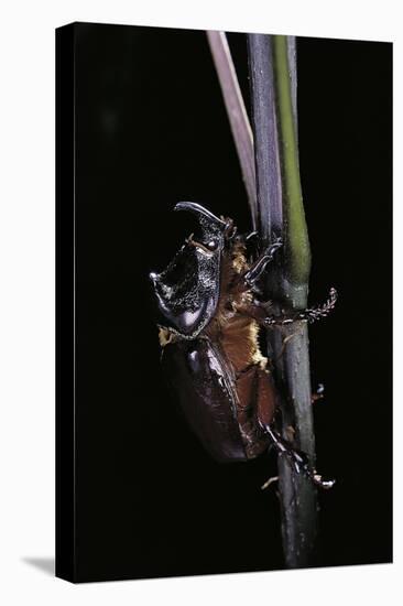 Oryctes Nasicornis (Rhinoceros Beetle) - Male-Paul Starosta-Stretched Canvas