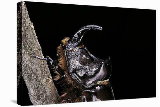 Oryctes Nasicornis (Rhinoceros Beetle) - Male-Paul Starosta-Stretched Canvas