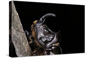 Oryctes Nasicornis (Rhinoceros Beetle) - Male-Paul Starosta-Stretched Canvas