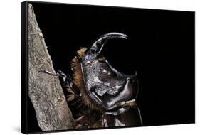 Oryctes Nasicornis (Rhinoceros Beetle) - Male-Paul Starosta-Framed Stretched Canvas