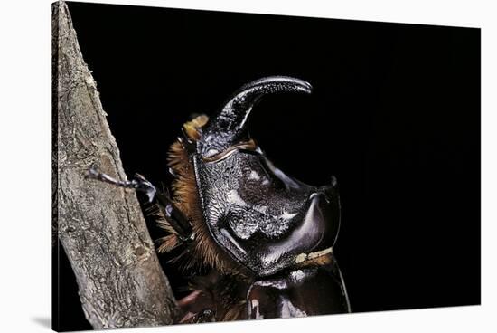 Oryctes Nasicornis (Rhinoceros Beetle) - Male-Paul Starosta-Stretched Canvas