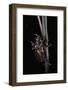 Oryctes Nasicornis (Rhinoceros Beetle) - Male-Paul Starosta-Framed Photographic Print