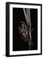 Oryctes Nasicornis (Rhinoceros Beetle) - Male-Paul Starosta-Framed Photographic Print