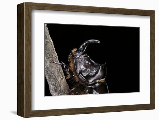 Oryctes Nasicornis (Rhinoceros Beetle) - Male-Paul Starosta-Framed Photographic Print