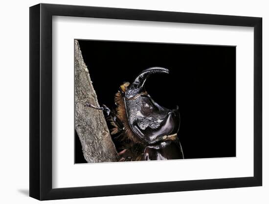 Oryctes Nasicornis (Rhinoceros Beetle) - Male-Paul Starosta-Framed Photographic Print