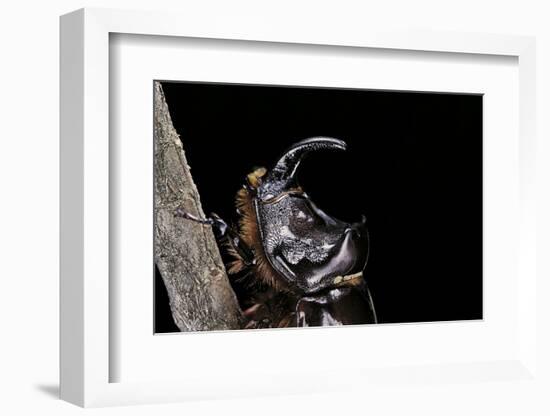 Oryctes Nasicornis (Rhinoceros Beetle) - Male-Paul Starosta-Framed Photographic Print