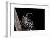 Oryctes Nasicornis (Rhinoceros Beetle) - Male-Paul Starosta-Framed Photographic Print