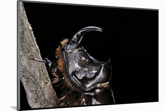 Oryctes Nasicornis (Rhinoceros Beetle) - Male-Paul Starosta-Mounted Photographic Print