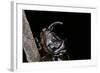 Oryctes Nasicornis (Rhinoceros Beetle) - Male-Paul Starosta-Framed Photographic Print