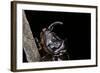 Oryctes Nasicornis (Rhinoceros Beetle) - Male-Paul Starosta-Framed Photographic Print