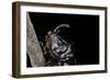 Oryctes Nasicornis (Rhinoceros Beetle) - Male-Paul Starosta-Framed Photographic Print