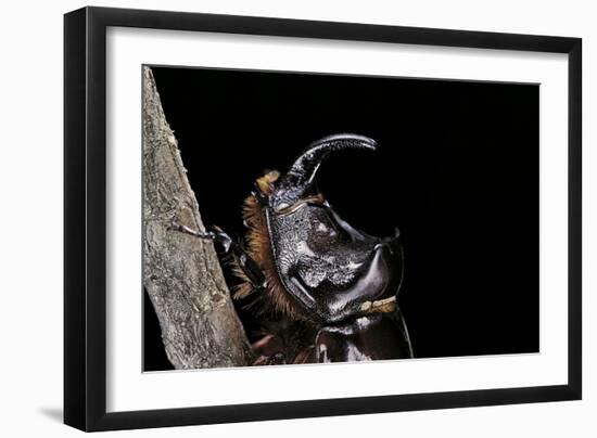 Oryctes Nasicornis (Rhinoceros Beetle) - Male-Paul Starosta-Framed Photographic Print