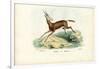 Oryx, 1863-79-Raimundo Petraroja-Framed Giclee Print