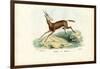 Oryx, 1863-79-Raimundo Petraroja-Framed Giclee Print