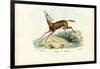 Oryx, 1863-79-Raimundo Petraroja-Framed Giclee Print