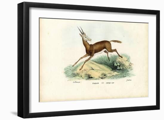 Oryx, 1863-79-Raimundo Petraroja-Framed Giclee Print