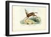 Oryx, 1863-79-Raimundo Petraroja-Framed Giclee Print