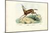 Oryx, 1863-79-Raimundo Petraroja-Mounted Giclee Print
