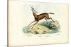 Oryx, 1863-79-Raimundo Petraroja-Stretched Canvas