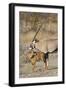 Oryx and young Etosha National Park, Namibia-Darrell Gulin-Framed Photographic Print