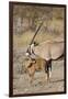 Oryx and young Etosha National Park, Namibia-Darrell Gulin-Framed Premium Photographic Print