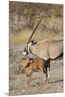 Oryx and young Etosha National Park, Namibia-Darrell Gulin-Mounted Premium Photographic Print